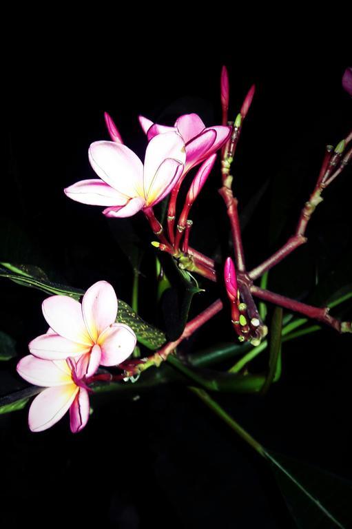 ホテルLembah Bhucarya レンボンガン島 エクステリア 写真